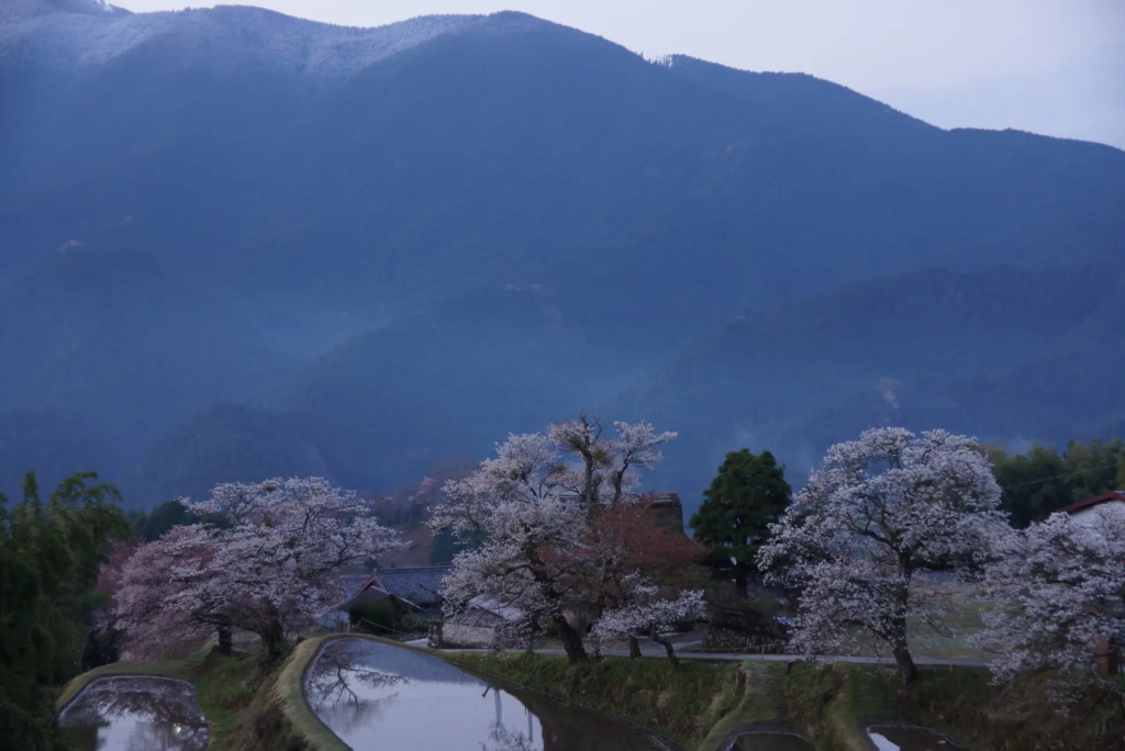 三多気の桜景観保全会